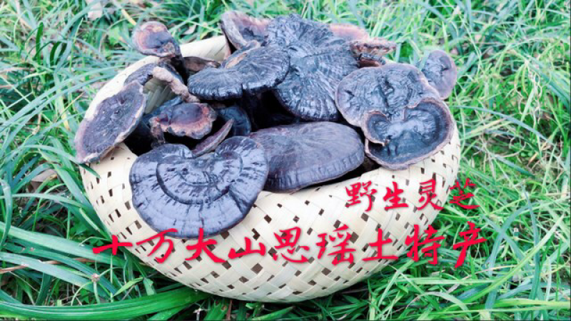 野生灵芝