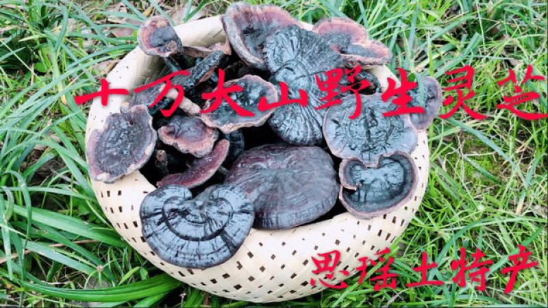 野生灵芝