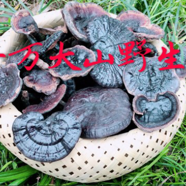 野生灵芝