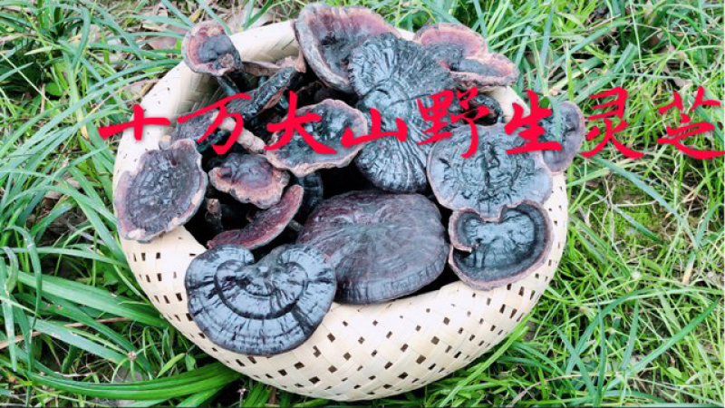 野生灵芝