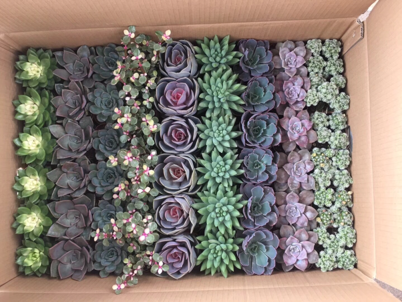 多肉拼箱
