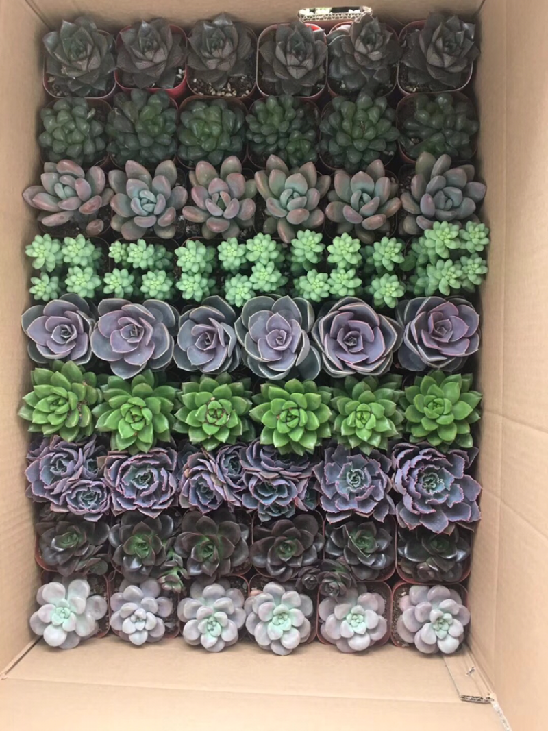 多肉拼箱