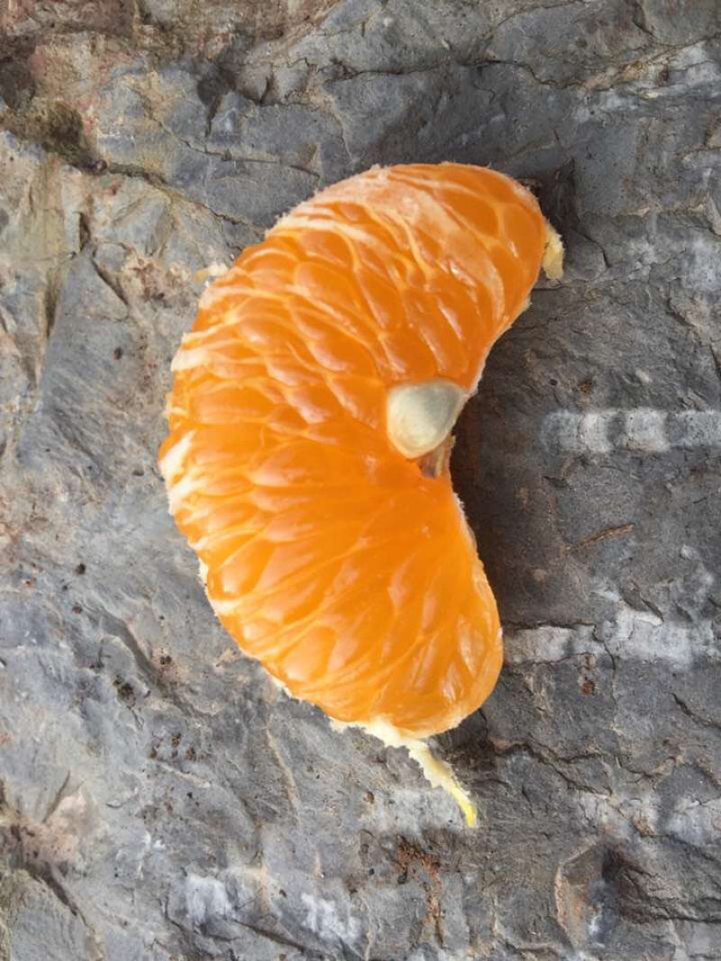 湖北宜昌长阳岩松坪椪柑自家种植可一件代发