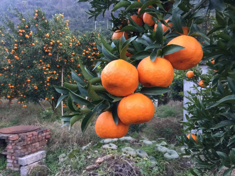 湖北宜昌长阳岩松坪椪柑自家种植可一件代发