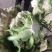 108天精品小米花