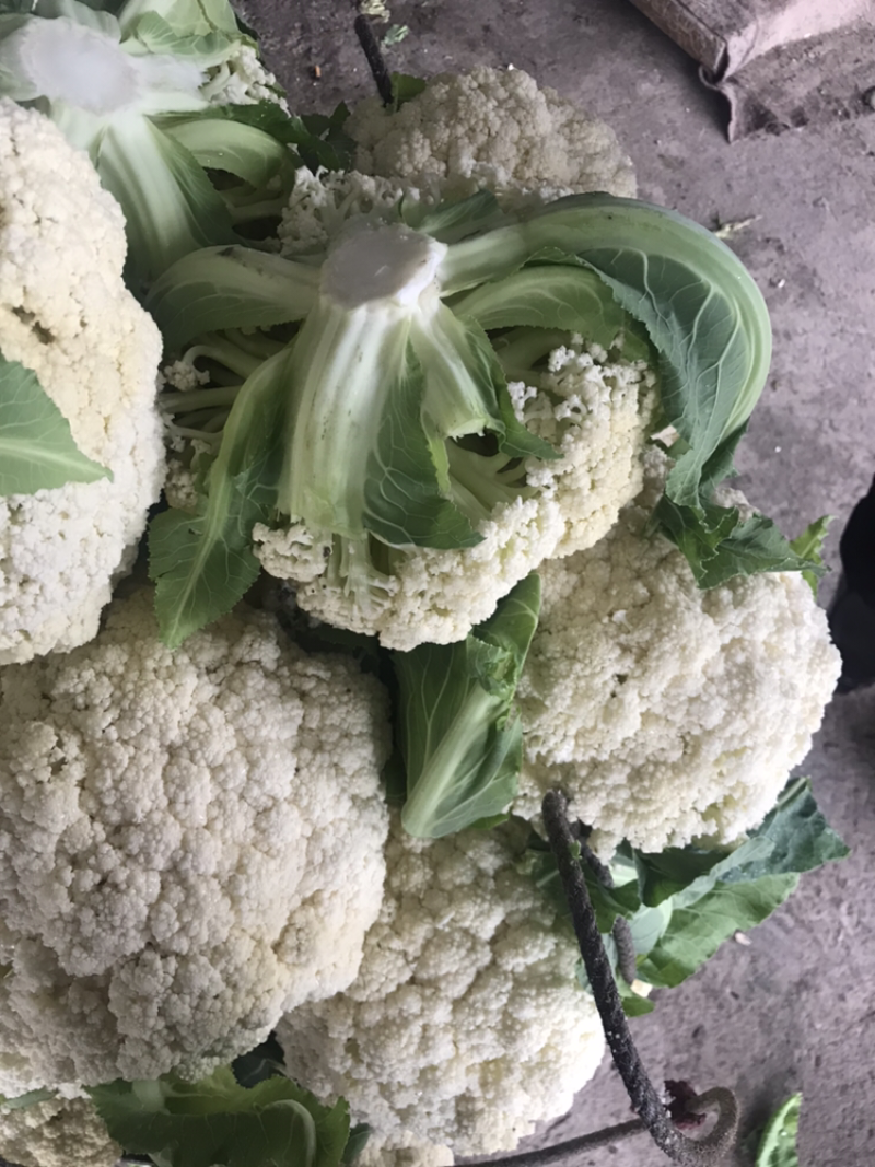 108天精品小米花