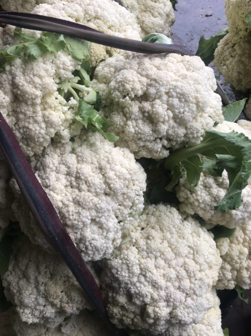 108天精品小米花