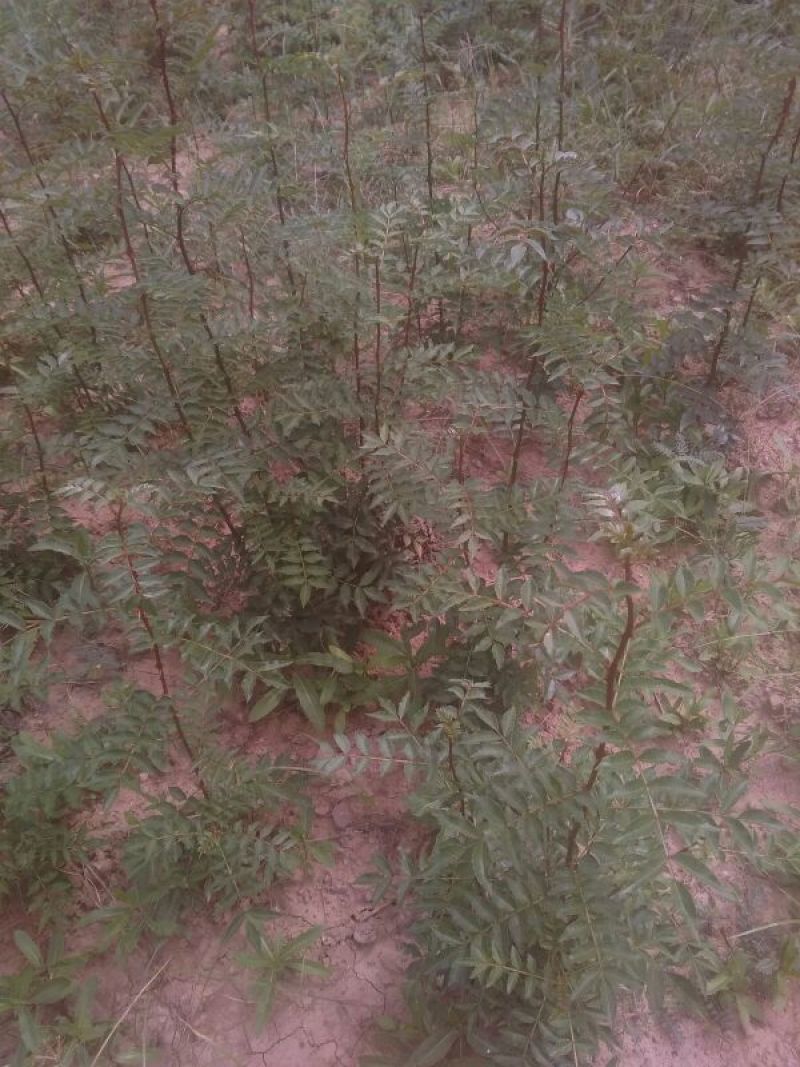 花椒苗1~2年