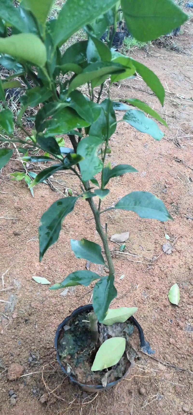 柑橘苗，橙子苗