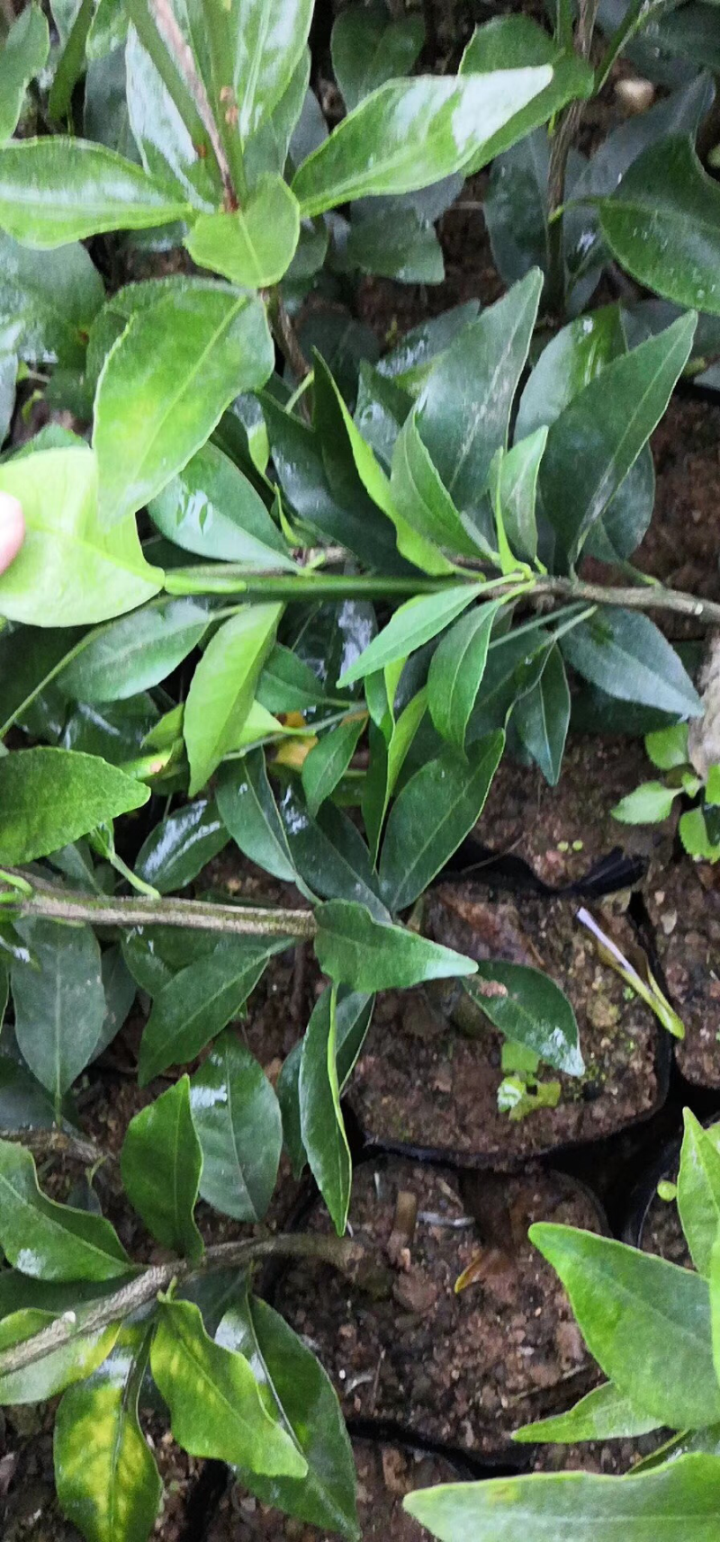 柑橘苗，橙子苗