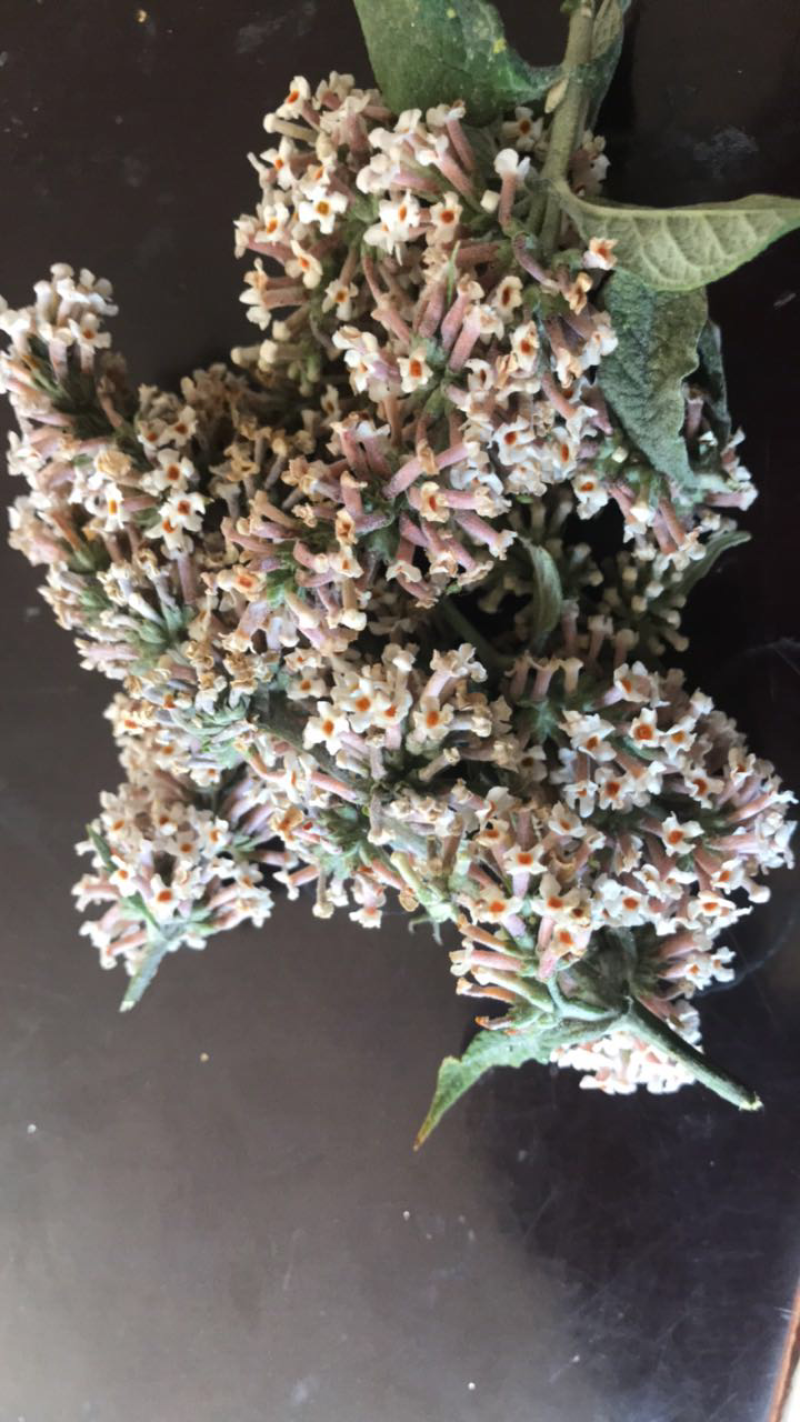 密蒙花