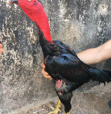 斗鸡苗越南鬼子斗鸡泰国斗鸡缅甸斗鸡杂交串子斗鸡