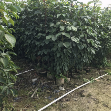 秋枫小苗20-200cm，大苗3-60公分，