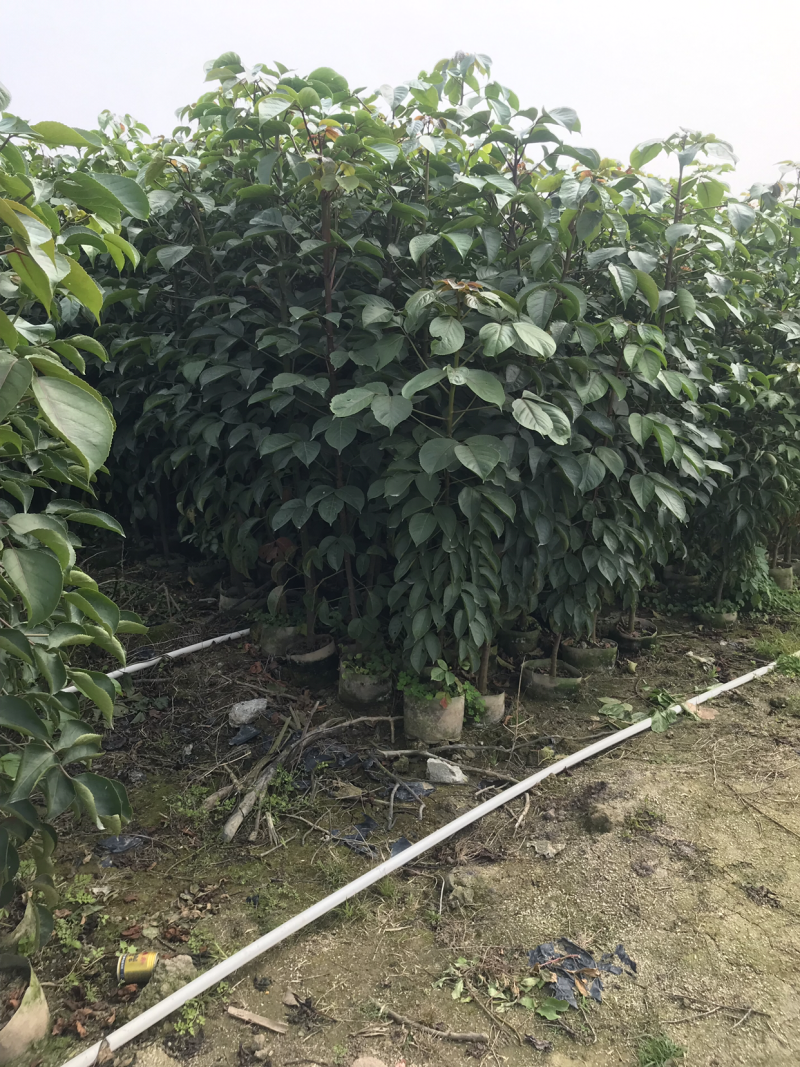 秋枫小苗20-200cm，大苗3-60公分，