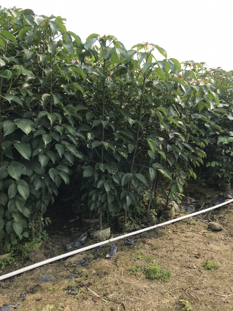 秋枫小苗20-200cm，大苗3-60公分，