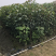 秋枫小苗20-200cm，大苗3-60公分，