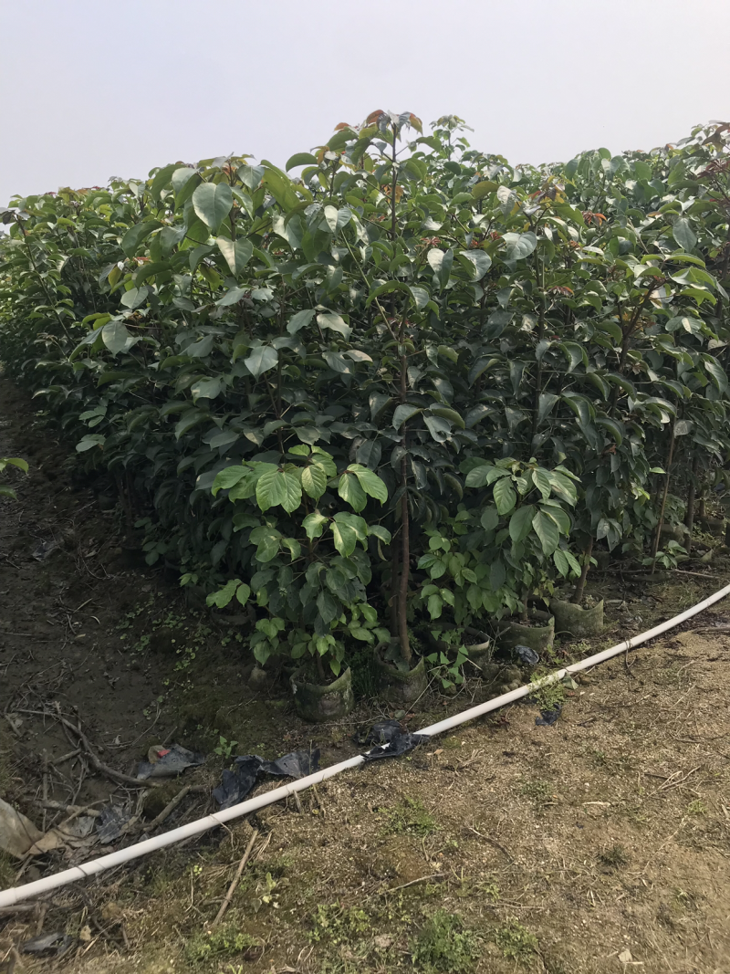 秋枫小苗20-200cm，大苗3-60公分，