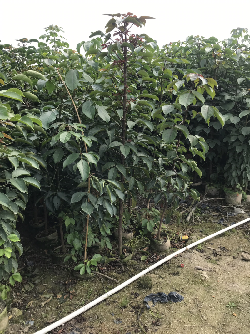 秋枫小苗20-200cm，大苗3-60公分，