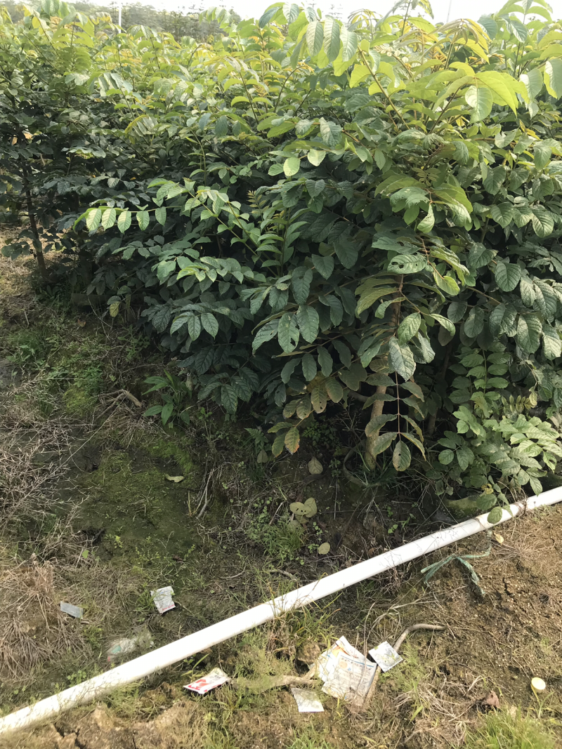 火焰木1-2米，1-28公分，规格齐全，质量杠杠滴，。，