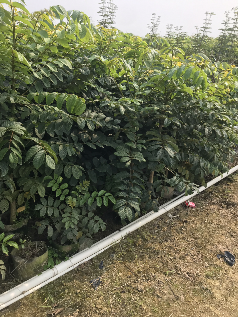 火焰木1-2米，1-28公分，规格齐全，质量杠杠滴，。，