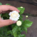 虎头茉莉重瓣