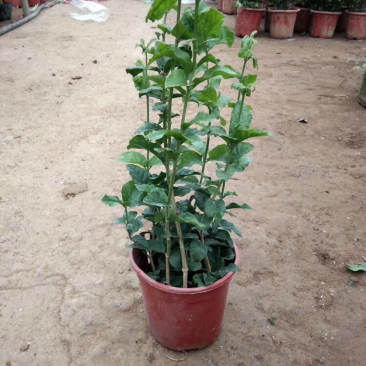虎头茉莉重瓣