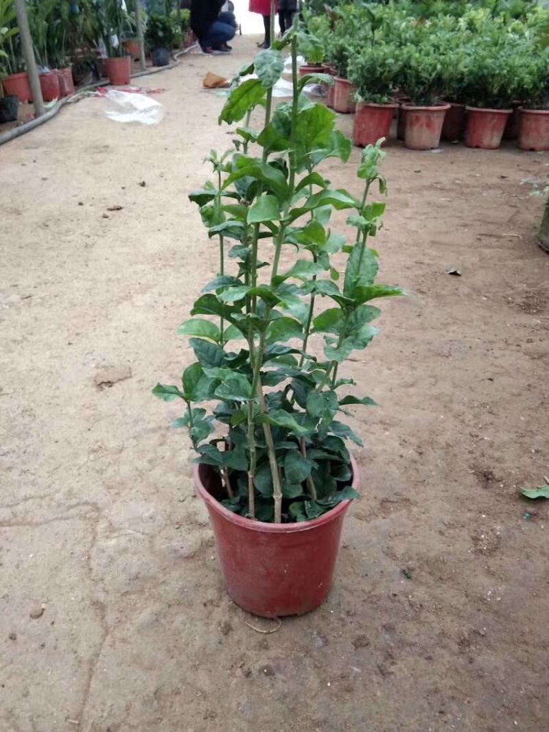 虎头茉莉重瓣