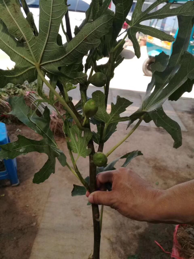无花果苗