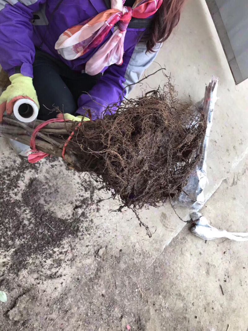 无花果苗