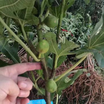 无花果苗