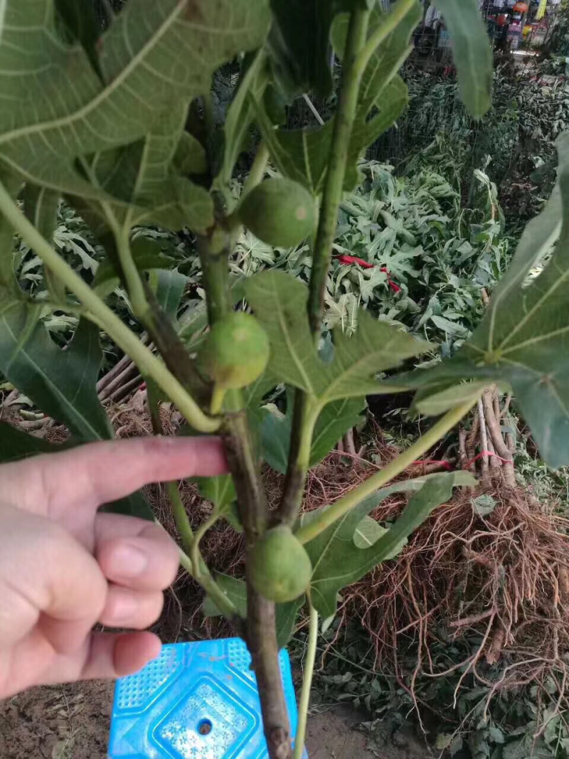 无花果苗