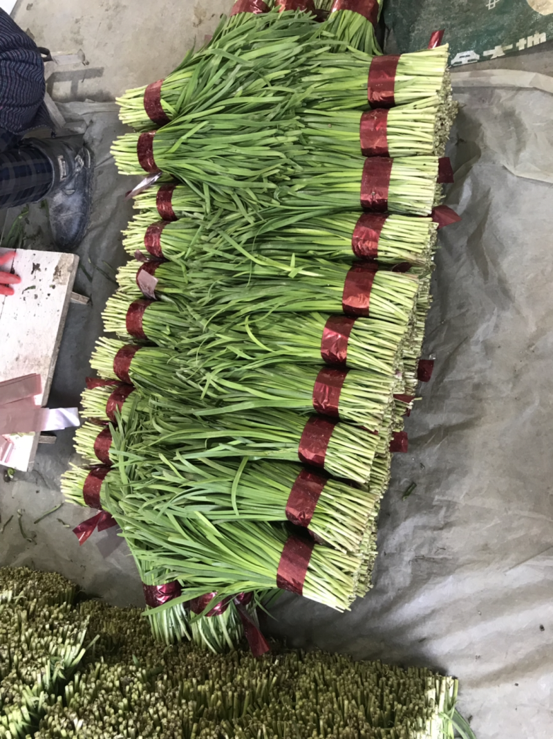 【优质韭菜】寿光头茬小叶韭菜精品小捆大量供应，可发全国