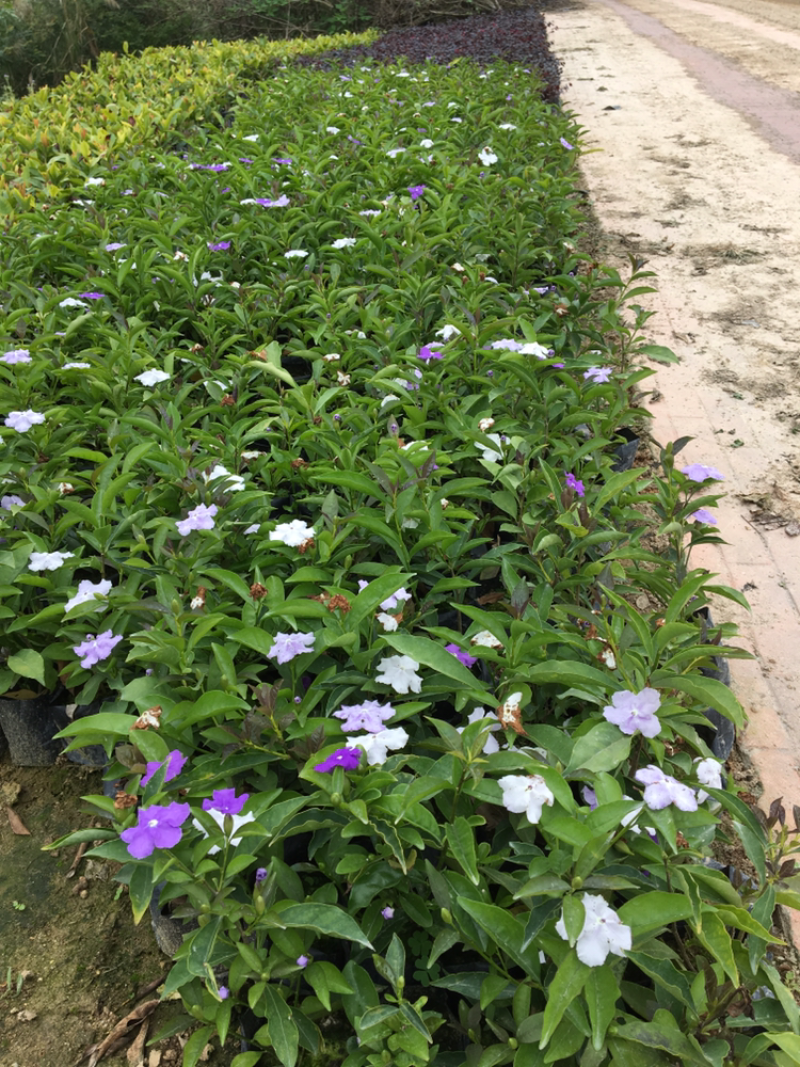 鸳鸯茉莉各种绿化苗木有需要的联系，欢迎新老客户下单。