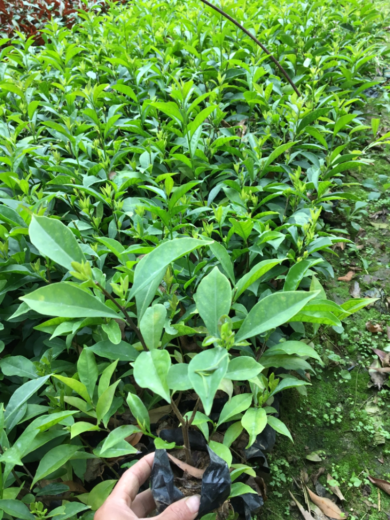 鸳鸯茉莉各种绿化苗木有需要的联系，欢迎新老客户下单。