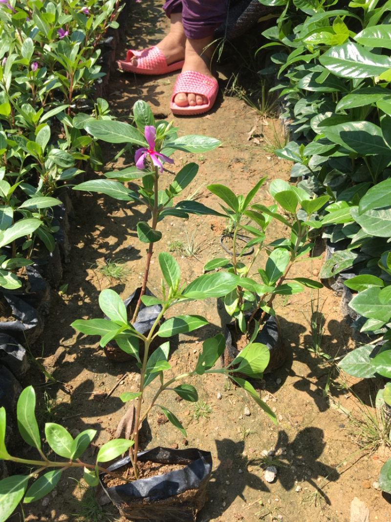长春花，各种绿化苗木有需要的联系，量大优惠欢迎新老客户买