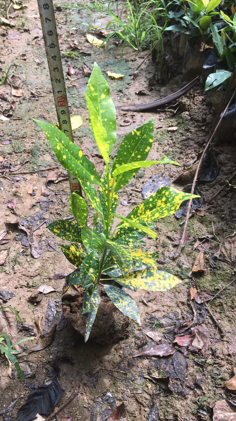 啥金变叶木，各种绿化苗木有需要的联系，量大优惠欢迎咨询