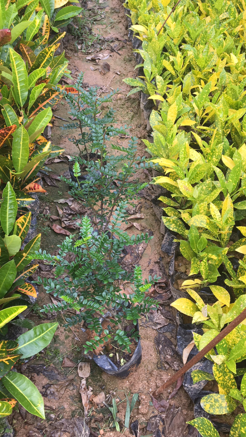 啥金变叶木，各种绿化苗木有需要的联系，量大优惠欢迎咨询
