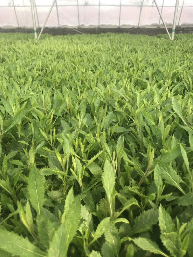 柳叶马鞭草，花海专用、成活率高，桑托斯马鞭草