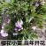 重瓣樱花樱花树苗不与假货拼价格只卖正宗晚樱提供发票