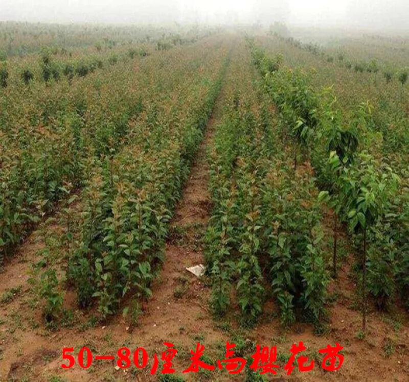 重瓣樱花樱花树苗不与假货拼价格只卖正宗晚樱提供发票