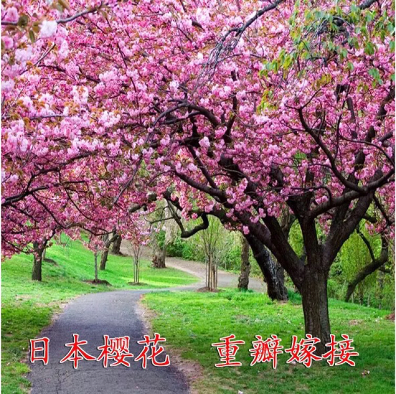 重瓣樱花樱花树苗不与假货拼价格只卖正宗晚樱提供发票