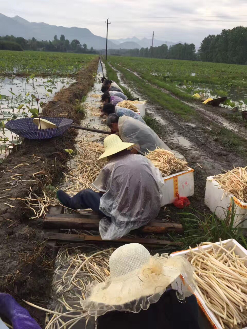 热销藕尖…大量低价供应：湖南省湘、株洲市…攸县…莲塘坳镇