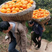 中华红血橙，红橙货源充足质量保证量大从优价格美丽，果园现采摘