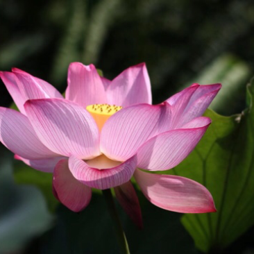 观赏荷花种根上市，全国保鲜发货