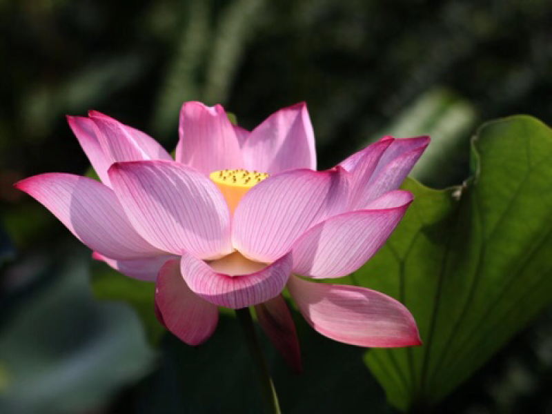 观赏荷花种根上市，全国保鲜发货