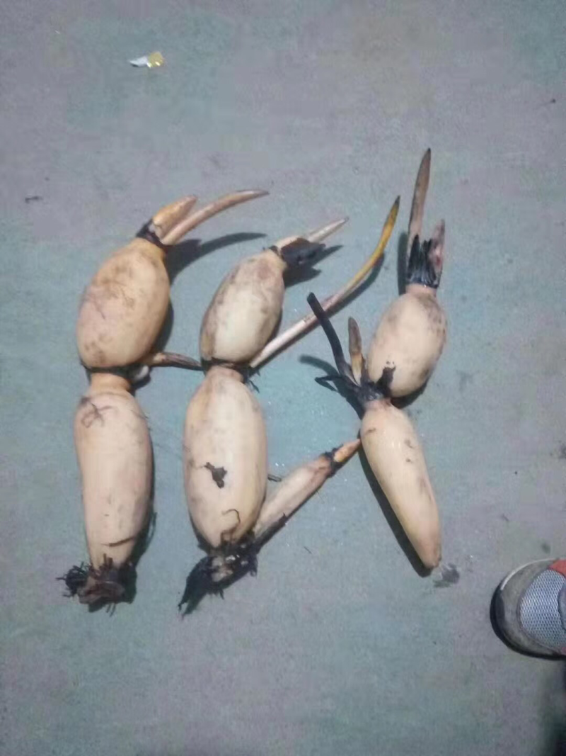 观赏荷花种根上市，全国保鲜发货