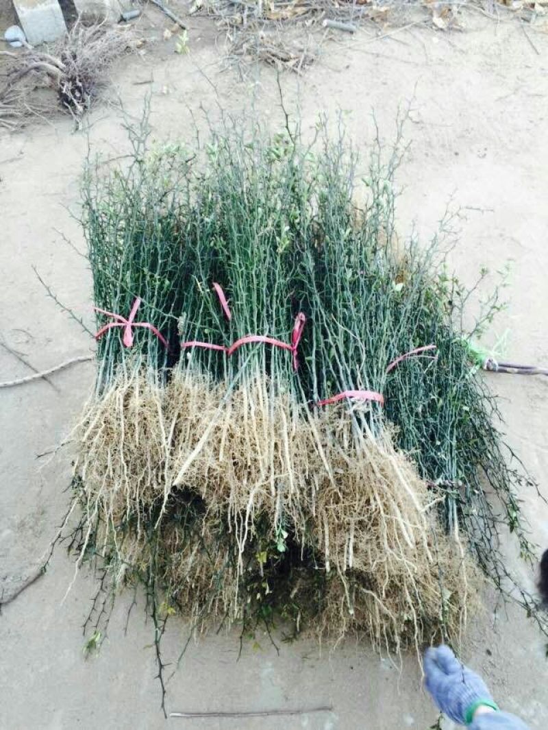 枸橘苗51~80cm
