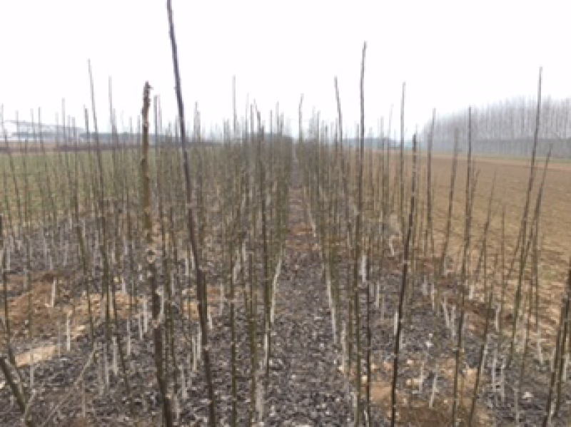花椒苗河南花椒苗花椒苗批发基地直接批发，价格低