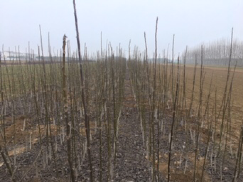 花椒苗河南花椒苗花椒苗批发基地直接批发，价格低