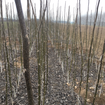 花椒苗河南花椒苗花椒苗批发基地直接批发,价格低